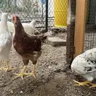 ديوك لوهمان براون دم صافي