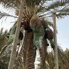 محصول نخل للبيع كامل عاجل