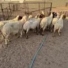 نعيم مقاني
