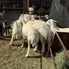 للبيع رخال طيبه