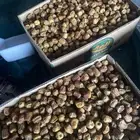 بلح ربيع سكريه