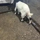 تيس البيع مشروع فحل ولا ذبح