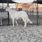 للبيع طلي مشروع فحل صنف حري