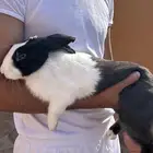 ارنب بلدي ذكر