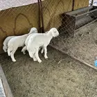 طليان تربيه