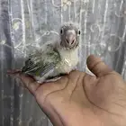 فرخ كنيور اناناس