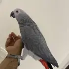 للبيع فرخ سوبر سوبر جانبو وهدد