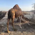 ناقه حمراء القحه