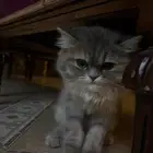 مطلوب قط ذكر للتزاوج