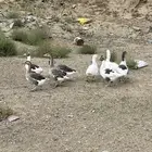 وز للبيع
