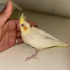تم البيع الله يبارك لشاري