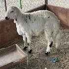 خروف ضيوف