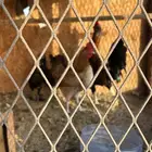 ديك ودجاج مع 2