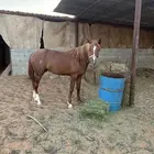 خيل شعبي العمر 5 سنوات