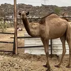 بكار طيبه