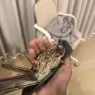 ببغاء كنيور تركوازي يلو سايد