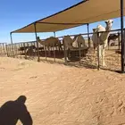 مضلت الابل مضلا بل مضلات الئبل