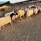 غنم نعيم مراح العدد 115
