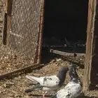 حمام باكستاني