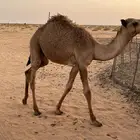 حاشي للبيع