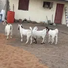 جفار مطورات