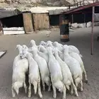 خرفان