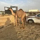 بكره خواره