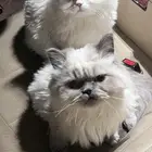 قطط هملايا لتبني