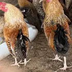 ديوك للبيع