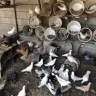 عشة حمام للبيع