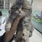 مين يعرف نوع القط وسعره