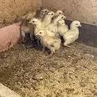 صوص براهما
