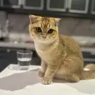 سكوتش فولد