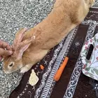 البيع الرانب
