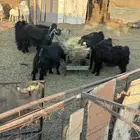 للبيع ست معزا وحبصية مضاريع