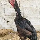 دجاج هندي اذناب