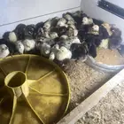 يوجد صوص للبيع