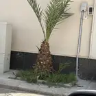 يويجد عدد 2نخيل منيف عمر 4سنوات مع فروخ عدد 3كل نخلة الشري