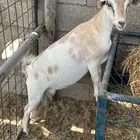 عنز قزميه دافع