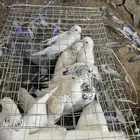 حمام للبيع حمام مخلط في بكستاني وبلدي وتركي وأحجام طيبه
