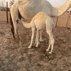 حشو قعدان للبيع
