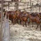تيوس مضغوط محايليه فل الفل التواصل على الرقم اتصال
