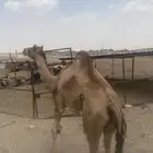 قعود البيع لحم