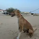 سلق صيد مدرب على كل شي