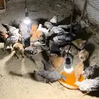 دجاج فراريج بشاير