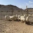 ضان حريات مضاريع ودفيع