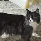 قط لتبني عمره 6شهور