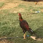 ديك باكستاني