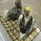 فرخين كروان غر ماشاء الله تبارك الله