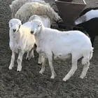 البيع ثلاث خرفان رفيد بلدي